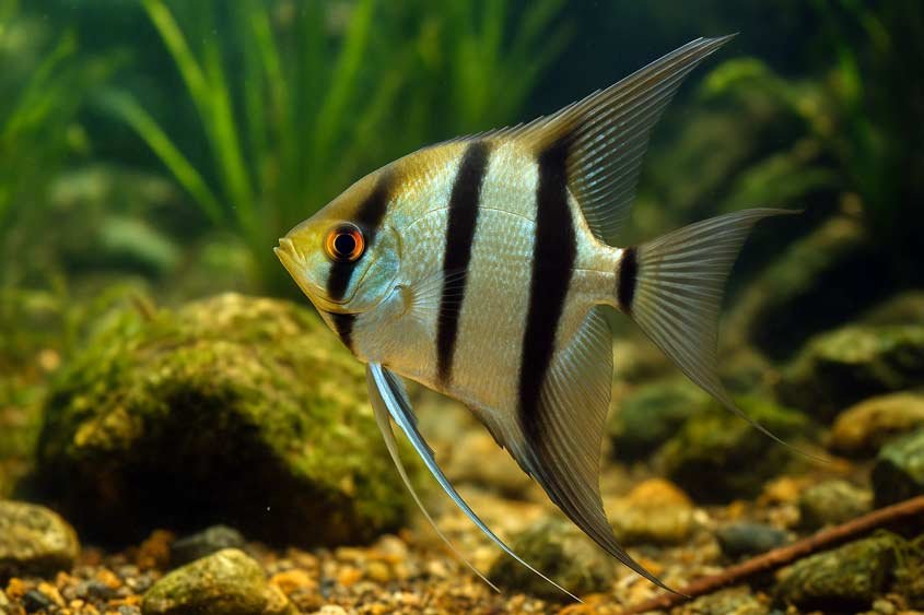 Angelfish