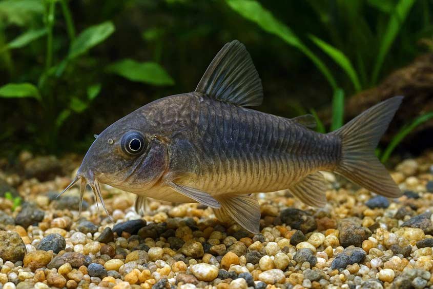 Corydoras Catfish