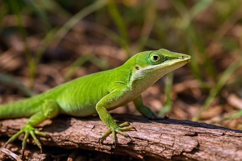 Green Anole