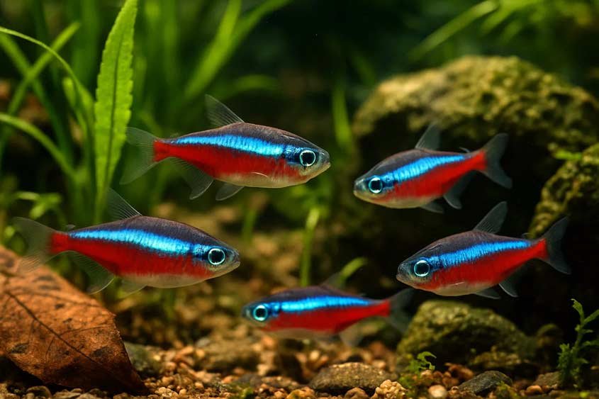 Neon Tetra