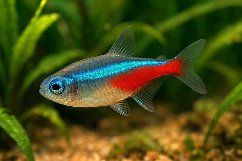 Neon Tetra