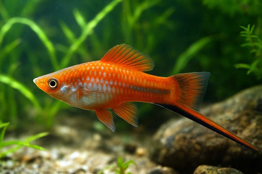 Swordtail Fish