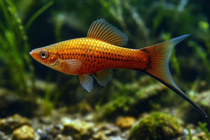 Swordtail Fish