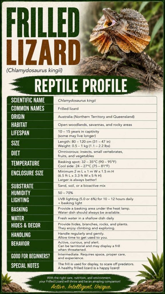 Frilled Lizard Info