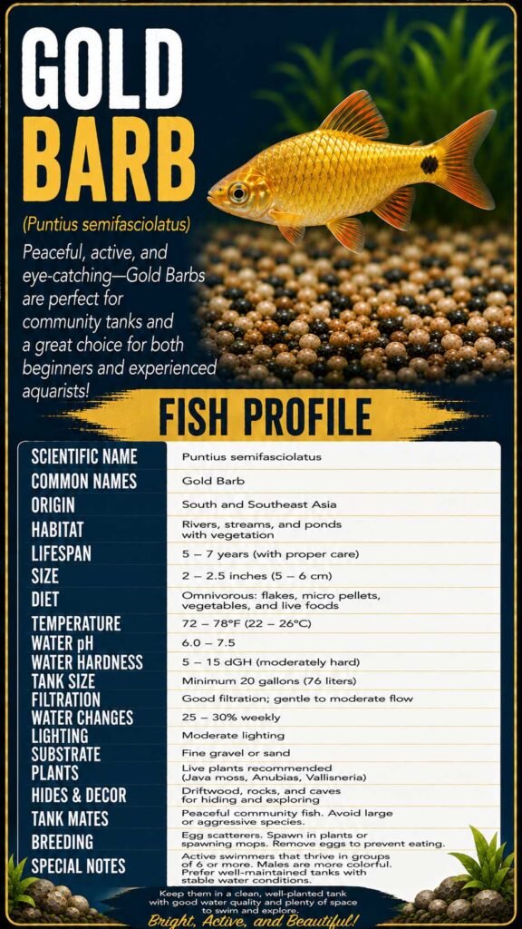 Gold Barb Info