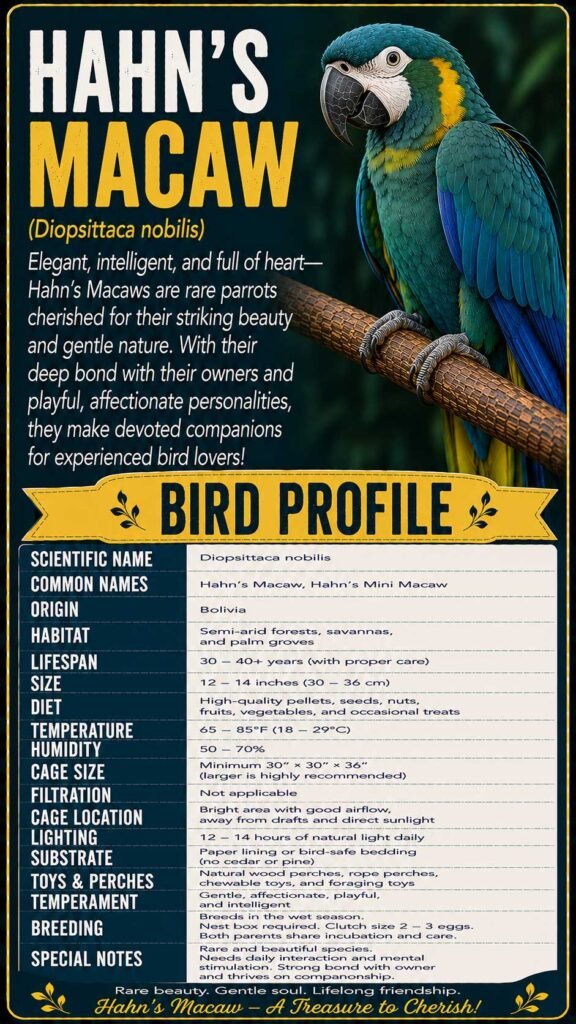 Hahns Macaw Info