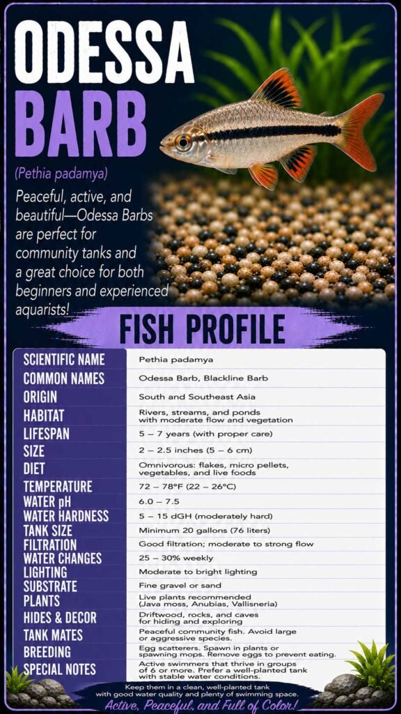 Odessa Barb Info