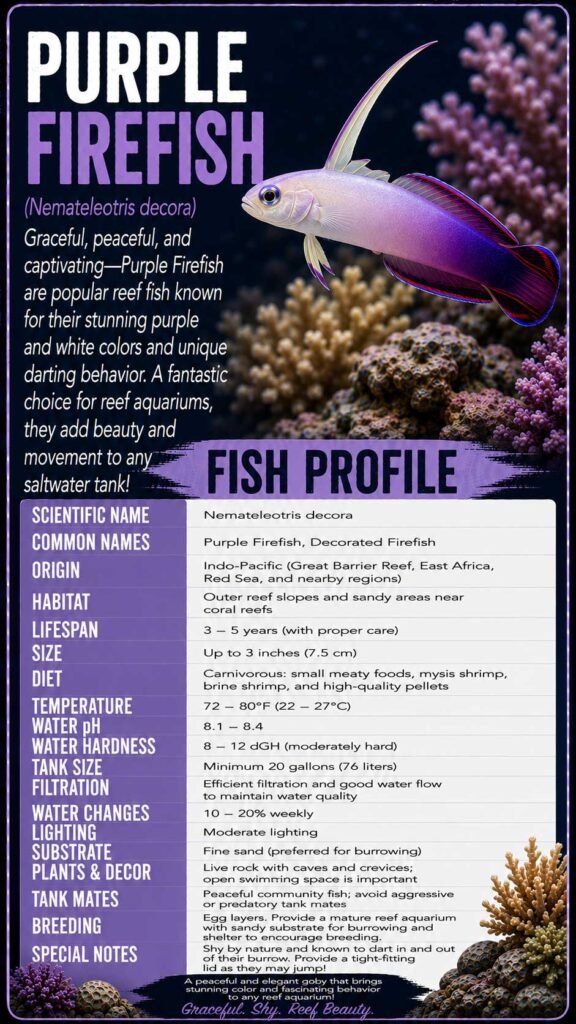 Purple Firefish Info