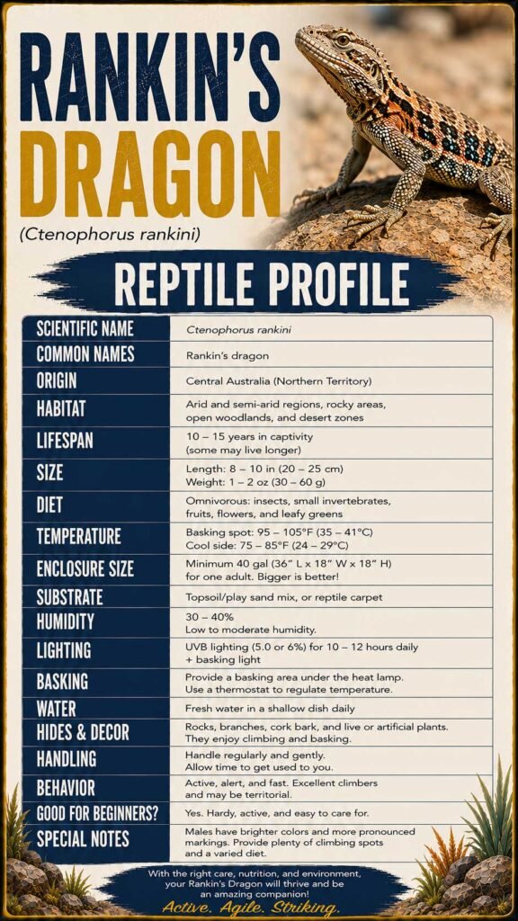 Rankins Dragon Info